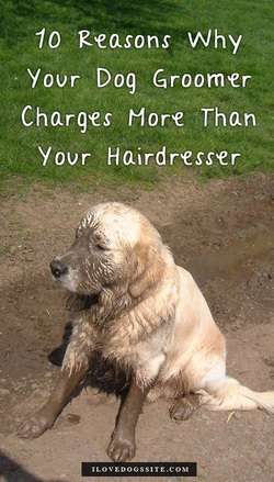 dog grooming charges